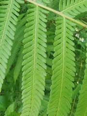 Pseudocyclosorus subochthodes