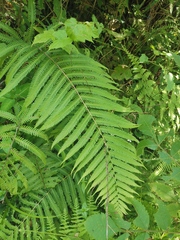 Pseudocyclosorus subochthodes