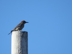 Melanerpes aurifrons