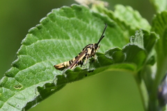 Penstemonia clarkei