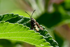 Penstemonia clarkei