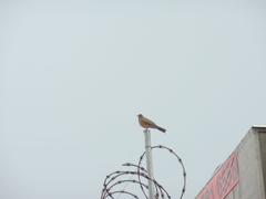 Turdus rufopalliatus