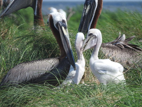 Brown Pelican photographed in Louisiana
