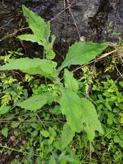Crepidiastrum denticulatum