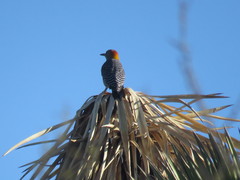 Melanerpes aurifrons