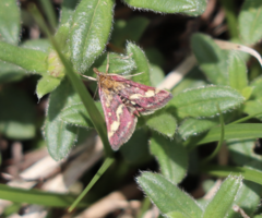 Pyrausta ostrinalis