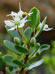 Agathosma ovata