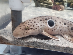 Hemiscylliidae