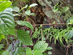 Mussaenda shikokiana