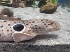 Hemiscylliidae