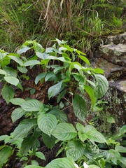 Mussaenda shikokiana