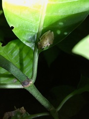 Diasporus