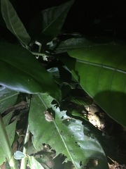 Diasporus