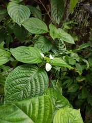 Mussaenda shikokiana