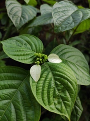 Mussaenda shikokiana