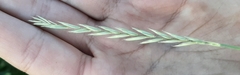 Elymus repens