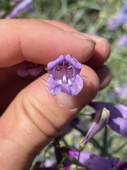 Penstemon sepalulus