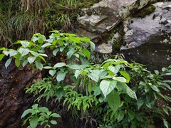 Mussaenda shikokiana