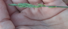 Elymus repens