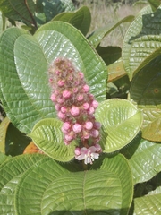 Miconia tococa