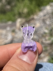 Penstemon sepalulus