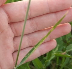 Elymus repens