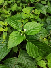 Mussaenda shikokiana