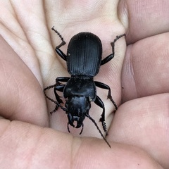 Pterostichus lama