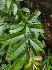 Itea omeiensis