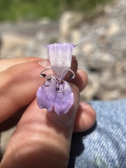 Penstemon sepalulus