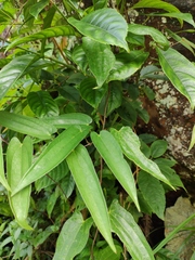 Dioscorea japonica