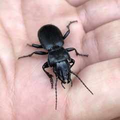 Pterostichus lama