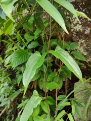 Dioscorea japonica