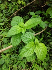 Mussaenda shikokiana