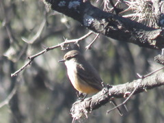 Pyrocephalus rubinus