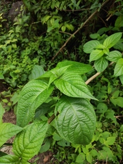 Mussaenda shikokiana