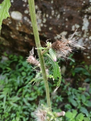 Cirsium racemiforme