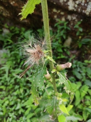Cirsium racemiforme