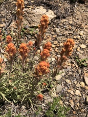 Castilleja arachnoidea