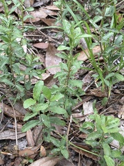 Dyschoriste oblongifolia
