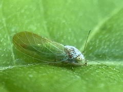 Psylla buxi
