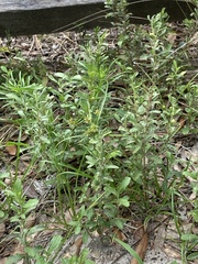 Dyschoriste oblongifolia