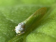 Psylla buxi