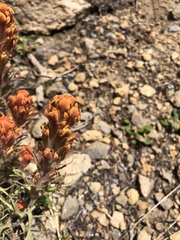 Castilleja arachnoidea