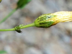 Hypericum linariifolium