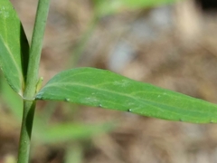 Hypericum linariifolium