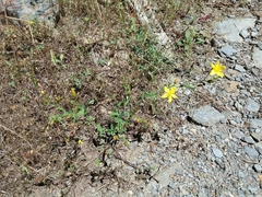 Hypericum linariifolium