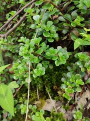 Sedum emarginatum