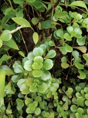 Sedum emarginatum