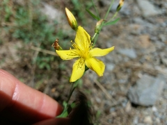 Hypericum linariifolium